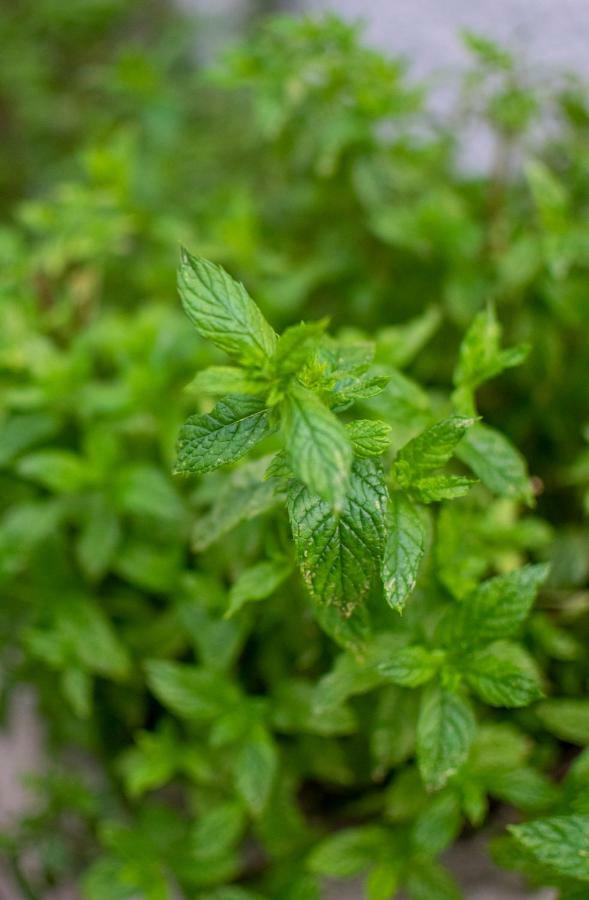 Fragole E Menta Hotel Attimis Ngoại thất bức ảnh